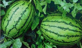 金乡吃瓜网51爆料金乡,揭秘金乡热点事件背后的真相！