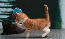 萌宠视频,治愈系视频集锦